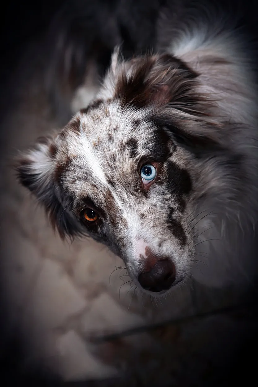 Ausdrucksstarkes Hundeportrait mit verschiedenfarbigen Augen