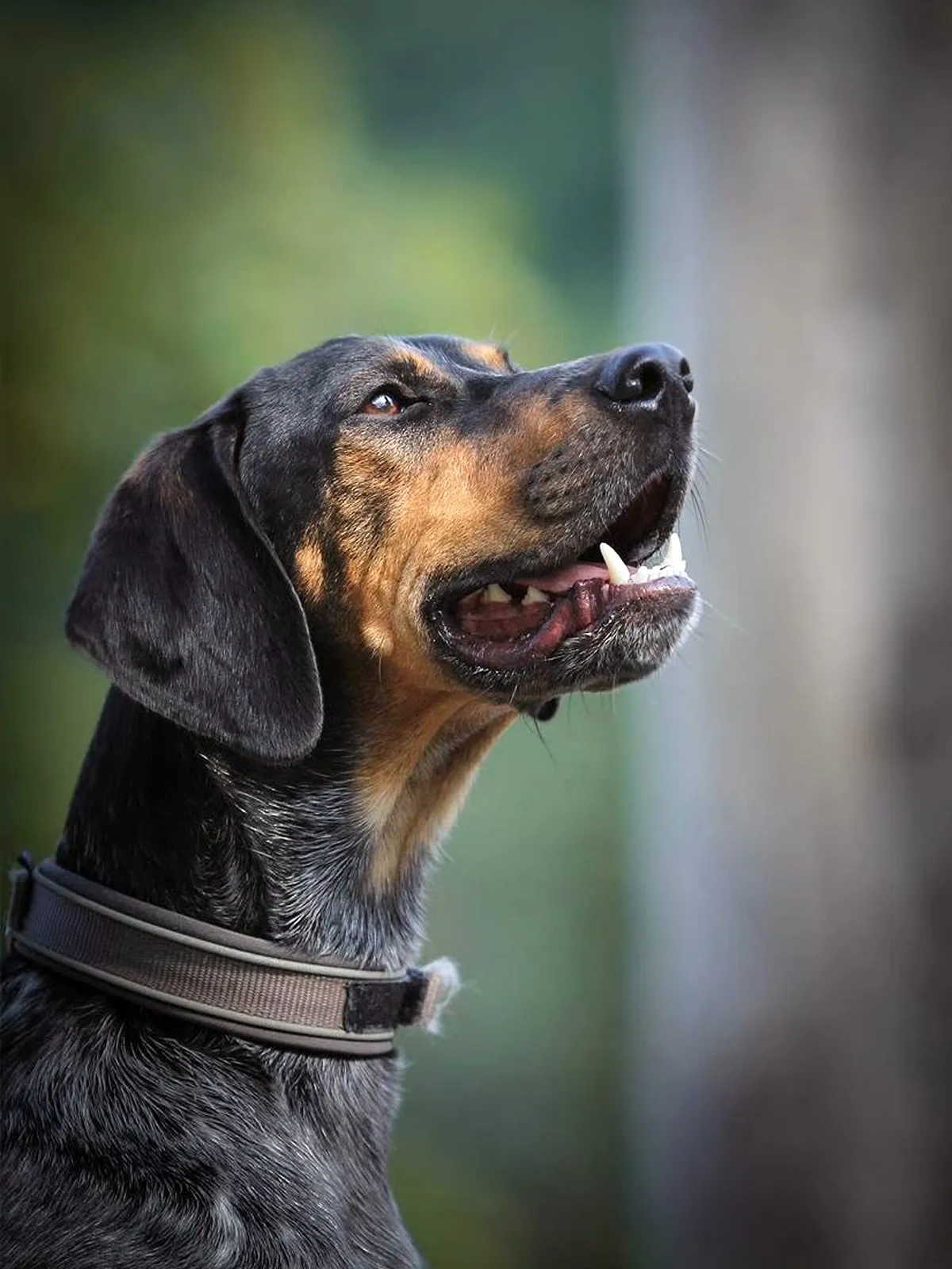 Aufmerksames Hundeportrait im Tageslicht