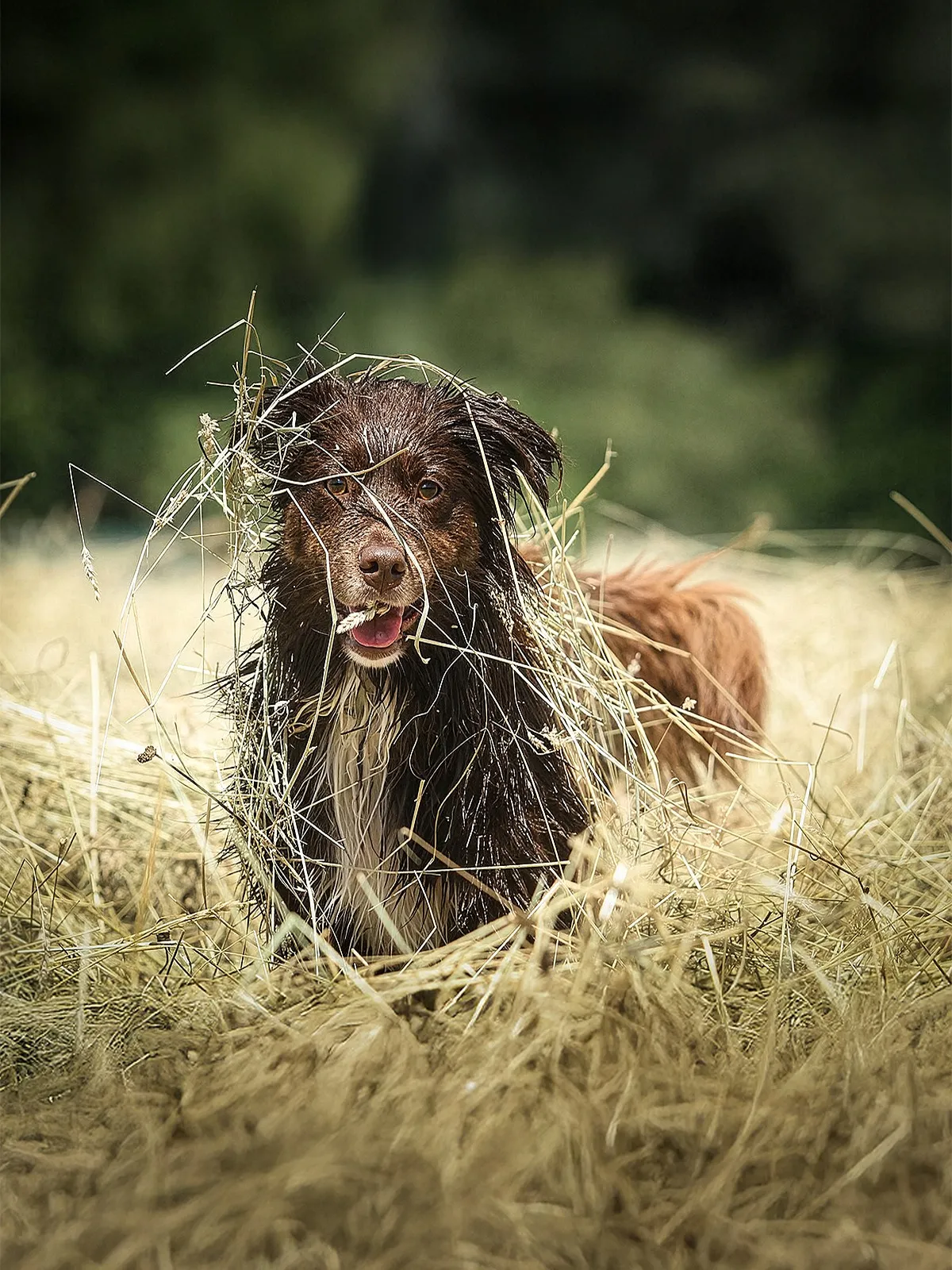 Nasser Hund steht verspielt im Heu